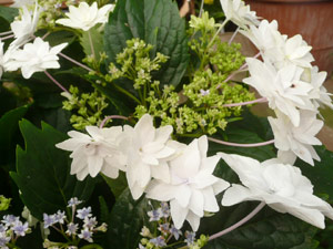 subject15_hydrangea_18
