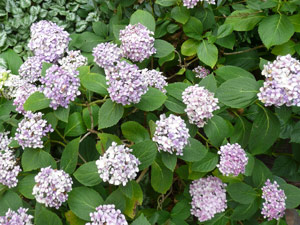 subject15_hydrangea_2