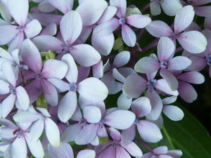 subject15_hydrangea_21