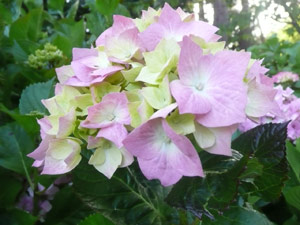 subject15_hydrangea_23