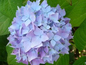 subject15_hydrangea_24