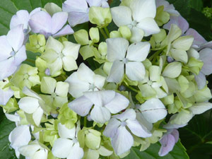 subject15_hydrangea_25