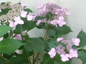 subject15_hydrangea_27