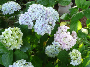 subject15_hydrangea_4