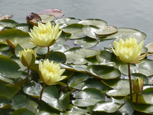 subject18_water_lillies_03