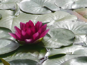 subject18_water_lillies_04