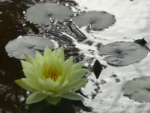 subject18_water_lillies_05