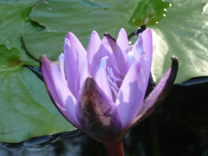 subject18_water_lillies_08