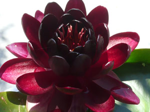 subject18_water_lillies_09