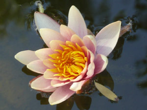 subject18_water_lillies_10