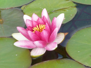 subject18_water_lillies_11