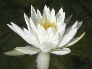 subject18_water_lillies_14