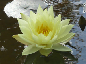 subject18_water_lillies_15