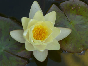 subject18_water_lillies_16