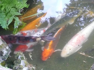 subject19_koipond_01