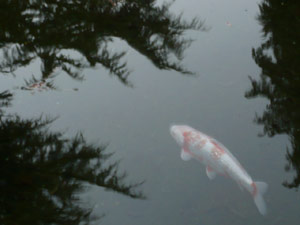 subject19_koipond_10