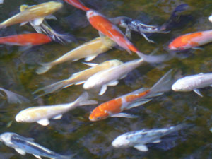 subject19_koipond_12