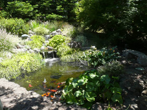 subject19_koipond_15