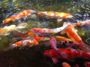 subject19_koipond_18