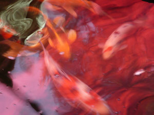 subject19_koipond_28