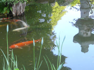 subject19_koipond_33