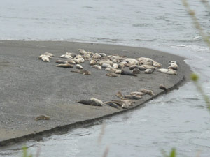 subject18_beaches_seals