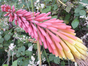 subject18_pokerplant_1