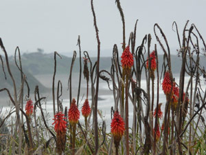 subject18_pokerplant_10