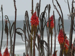 subject18_pokerplant_11