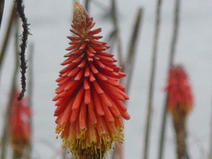 subject18_pokerplant_2