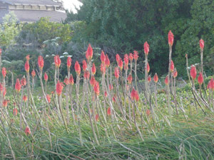 subject18_pokerplant_5