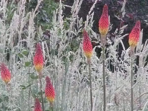 subject18_pokerplant_7