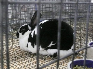 subject19_Fair_bunny3