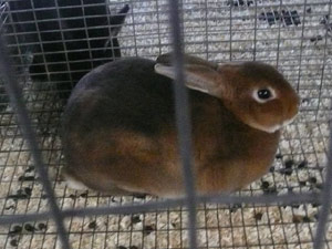 subject19_Fair_bunny4b