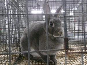 subject19_Fair_bunny5