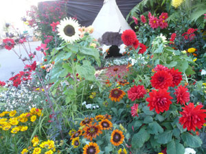 subject19_fair_flwrmini1