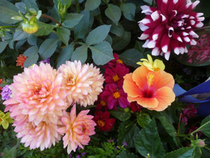 subject19_fair_flwrmini4