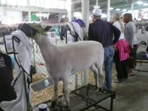 subject19_Fair_livestock4