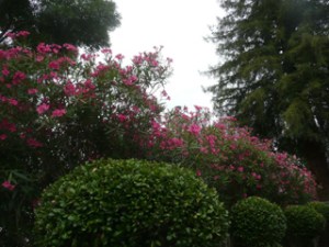 subject19_oleander_1a