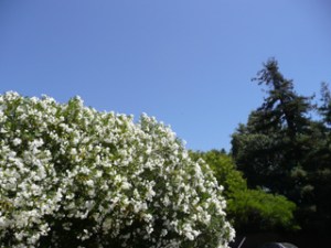 subject19_oleander_1b