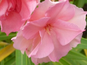 subject19_oleander_2b