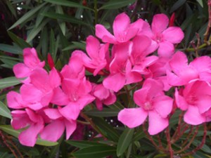 subject19_oleander_3b