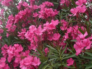 subject19_oleander_3d