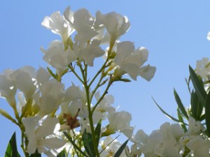 subject19_oleander_6