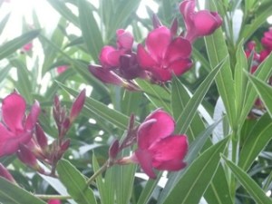 subject19_oleander_7