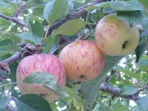 subject20_gravensteins2