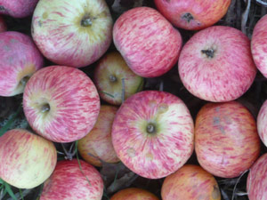 subject20_gravensteins3