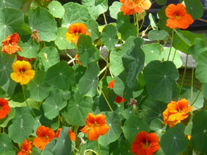 subject21_nastursh02