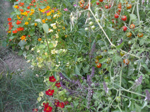 subject21_nastursh03