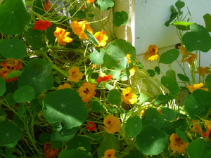 subject21_nastursh06